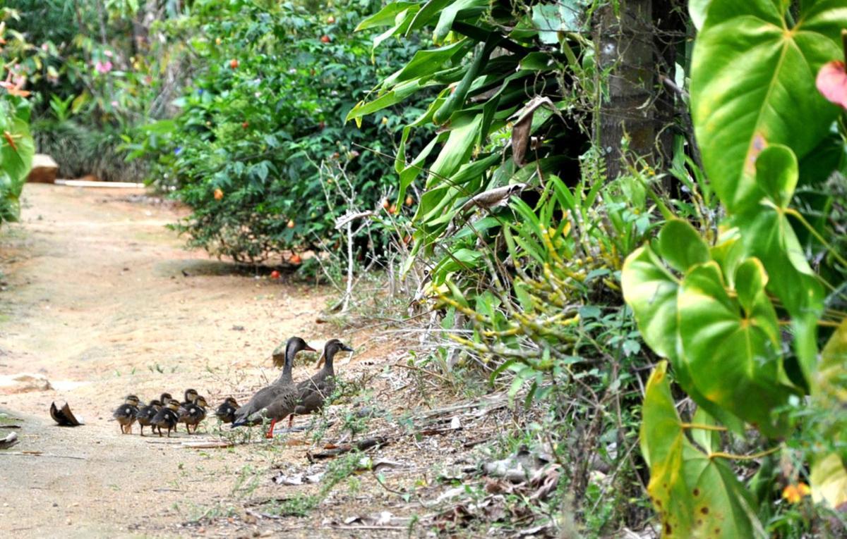 Pousada Recanto Primata Marechal Floriano Kültér fotó